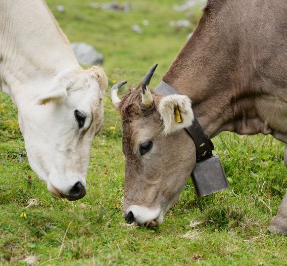 ”動物薬・飼料添加物”